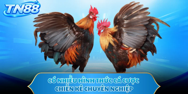 Có nhiều hình thức cá cược chiến kê chuyên nghiệp